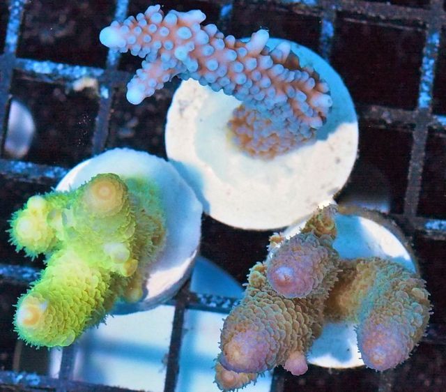Sale! Affordable Reef Keeping Week!